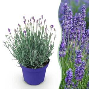Green boutiQ - Tuinplant - Lavandula angustifolia Hidcote - Lavendel - Winterhard - Paars - 1 Plant - Pot 12cm - Hoogte 15-25cm