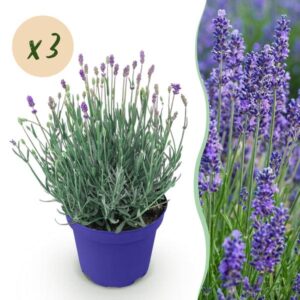 Green boutiQ - Tuinplant - Lavandula angustifolia Hidcote - Lavendel - Winterhard - Paars - 3 Planten - Pot 12cm - Hoogte 15-25cm