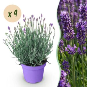 Green boutiQ - Tuinplant - Lavandula angustifolia Munstead - Lavendel - Winterhard - Paars - 9 Planten - Pot 12cm - Hoogte 15-25cm