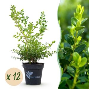 Green boutiQ - Buxus Haag - BetterBuxus Babylon Beauty - Resistant tegen de Buxus schimmel - 12 planten - 2 strekkende meter - pot 13cm hoogte 30-35