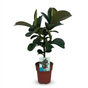 Green boutiQ - Kamerplant - Rubberplant - Ficus Elastica Cloe - Groen - Weinig onderhoud - 1 Plant - Pot 19cm - Hoogte 65cm