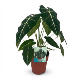 Kamerplant - Olifantsoor - Alocasia Frydek - Groen - Weinig onderhoud - 1 Plant - Pot 19cm - Hoogte 60cm