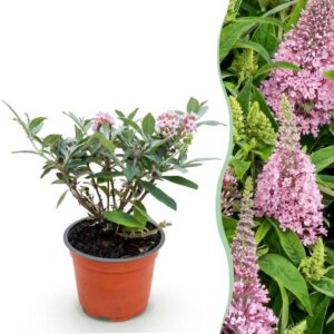 Green boutiQ - Tuinplant - Buddleja davidii Butterfly Candy Little Pink - Vlinderstruik - Compact - Roze - 1 Plant - Pot 12cm - Hoogte 20-25cm