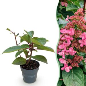 Green boutiQ - Tuinplant - Hydrangea panniculata Living Infinity - Pluimhortensia - Winterhard - Wit - 1 Plant - Pot 12cm - Hoogte Hoogte 20-30cm