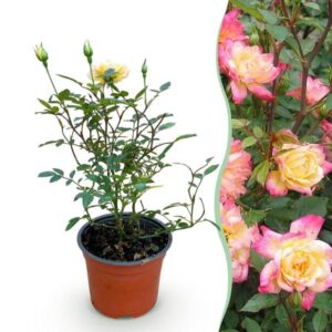 Green boutiQ - Tuin Roos - Rosa Tricolor Fairy - Roos - Winterhard - Geel-Roze - 1 Plant - Pot 12cm - Hoogte Hoogte 20-25cm
