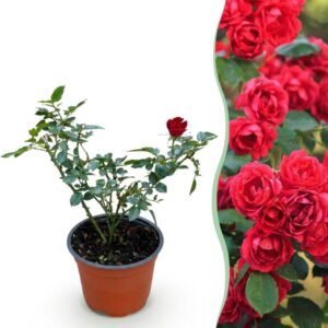 Green boutiQ - Tuin Roos - Rosa Rote The Fairy - Roos - Winterhard - Rood - 1 Plant - Pot 12cm - Hoogte Hoogte 20-25cm