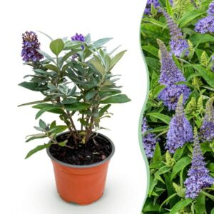 Green boutiQ - Tuinplant - Buddleja davidii Butterfly Candy Little Lila - Vlinderstruik - Compact - Lila - 1 Plant - Pot 12cm - Hoogte 20-25cm