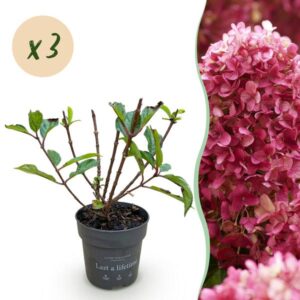 Green boutiQ - Tuinplant - Hydrangea panniculata Living Little Rosy - Pluimhortensia - Winterhard - Roze - 3 Planten - Pot 12cm - Hoogte Hoogte 20-30cm