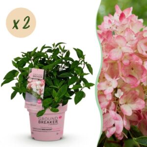 Green boutiQ - Tuinplant - Hydrangea panniculata Groundbreaker Blush - Pluimhortensia - Winterhard - Roze - 2 Planten - Pot 14cm - Hoogte 20-25cm