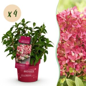 Green boutiQ - Tuinplant - Hydrangea panniculata Groundbreaker Ruby - Pluimhortensia - Winterhard - Rood - 4 Planten - Pot 14cm -Hoogte 20-25cm