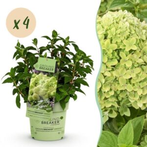 Green boutiQ - Tuinplant - Hydrangea panniculata Groundbreaker Greeny - Pluimhortensia - Winterhard - Creme - 4 Planten - Pot 14cm -Hoogte 20-25cm