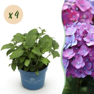 Green boutiQ - Tuinplant - Hydrangea Endles Summer Summer Love Purple - Hortensia - Winterhard - Paars - 4 Planten - Pot 14cm - Hoogte 20-25cm