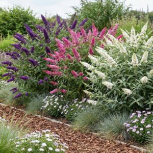 Green boutiQ - Tuinplant - Buddleja davidii Tricolour - Vlinderstruik - Winterhard - Blauw - Roze - Wit - 3 Planten - Pot 17cm - Hoogte 45cm
