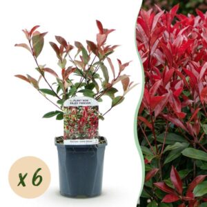 Green boutiQ - Haagplanten - Photinia fraseri Carre Rouge - groen rood - 6 planten - 1 strekkende meter - groenblijvend - pot 17cm hoogte 55cm
