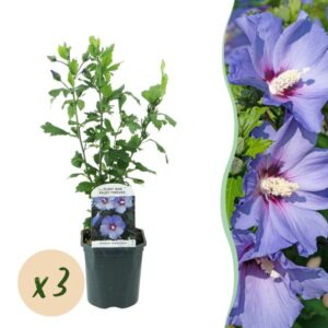 Green boutiQ - Tuinplant - Hibiscus syriacus Oiseau Blue - Tuin Hibiscus - Winterhard - Blauw - 3 Planten - Pot 17cm - Hoogte 45cm