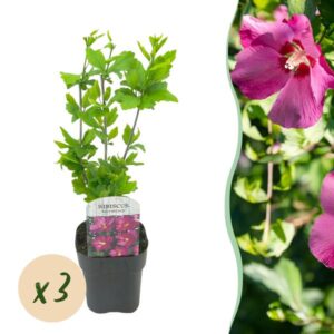 Green boutiQ - Tuinplant - Hibiscus syriacus Woodbridge - Tuin Hibiscus - Winterhard - Roze - 3 Planten - Pot 17cm - Hoogte 45cm