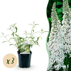 Green boutiQ - Tuinplant - Buddleja davidii White Profusion - Vlinderstruik - Winterhard - Wit - 3 Planten - Pot 17cm - Hoogte 45cm