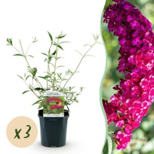 Green boutiQ - Tuinplant - Buddleja davidii Royal Red - Vlinderstruik - Winterhard - Rood - 3 Planten - Pot 17cm - Hoogte 45cm