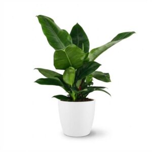 Green boutiQ - Kamerplant - Philodendron - Philodendron Imperial Green - Groen - Weinig onderhoud - 1 Plant - met Potter Wit - Pot 19cm - Hoogte 65cm
