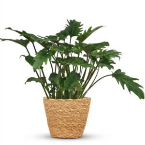 Green boutiQ - Kamerplant - Philodendron - Philodendron Xanadu - Groen - Weinig onderhoud - 1 Plant - met Mand - Pot 19cm - Hoogte 60cm