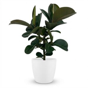 Green boutiQ - Kamerplant - Rubberplant - Ficus Elastica Cloe - Groen - Weinig onderhoud - 1 Plant - met Potter Wit - Pot 19cm - Hoogte 65cm