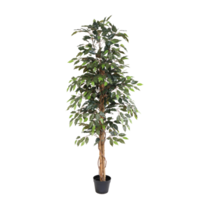 ARTIFICIAL Ficus Benjamina - 160cm