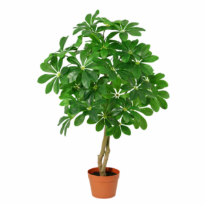 ARTIFICIAL Schefflera Arboricola - 120cm
