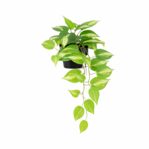 ARTIFICIAL Epipremnum Variegata - 37cm