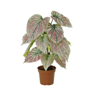 ARTIFICIAL Caladium green / pink - 57cm