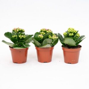 3x Kalanchoë - Potmaat 7 cm - ↑ 15 cm