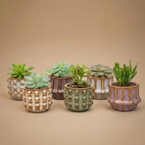 Succulenten Set van 6 in Keramische Mini Potjes Barcelona - ↑ 8–12 cm