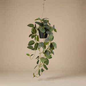 Fittonia - hangplant in pot - 70 cm - Kunstplant