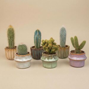 Succulenten Set van 6 in Keramische Mini Potjes Barcelona - ↑ 8–12 cm