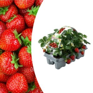 Aardbeien 6 pack (Fragaria) 100% biologisch