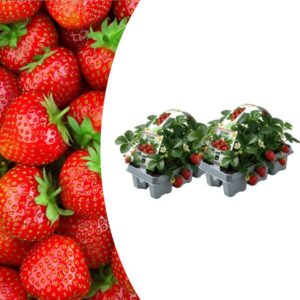 Aardbeien 6 pack (Fragaria) 100% biologisch