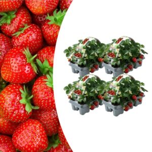 Aardbeien 6 pack (Fragaria) 100% biologisch