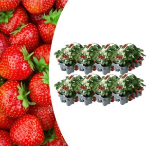 Aardbeien 6 pack (Fragaria) 100% biologisch