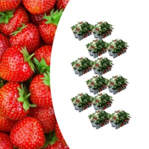 Aardbeien 6 pack (Fragaria) 100% biologisch