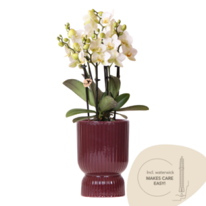 Kolibri Orchids | Witte Lausanne orchidee + rode Diabolo sierpot | incl. watergeeflont | potmaat Ø9cm | bloeiende kamerplant – vers van de kweker