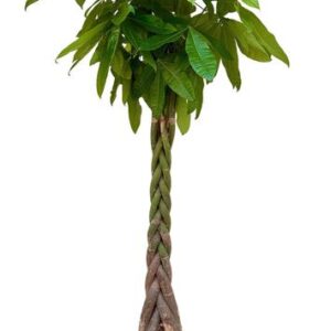 Pachira aquatica - 210cm
