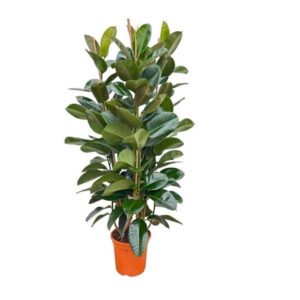 Ficus Elastica Robusta struik - 140 cm Ø27