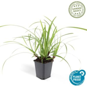 Carex morrowii 'Ice Dance' - ↕10-25cm - Ø9cm 1x