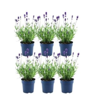 Plants by Frank - Lavandula angustifolia Felice® - 12 cm pot - Set van 6 Echte Lavendel planten