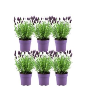 Plants by Frank - Lavandula stoechas Anouk® - 12 cm pot - Set van 6 Franse Lavendels