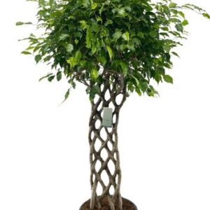 Ficus Benjamina gevlochten mat - 180 cm