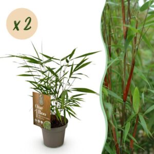 Green boutiQ - Grassen - Fargesia Asian Wonder - Niet Woekerende Bamboe - Bladhoudend - Groen - 2 Planten - Pot 14 cm - Hoogte 35 cm