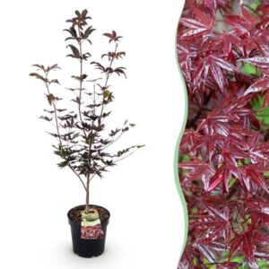 Green boutiQ - Tuinplant - Acer palmatum Bloodgood - Japanse Esdoorn - Bladverliezend - Rood - 1 - Pot 26cm - Hoogte 90cm