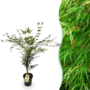 Green boutiQ - Tuinplant - Acer palmatum Emerald Lace - Japanse Esdoorn - Bladverliezend - Groen - 1 - Pot 26cm - Hoogte 90cm