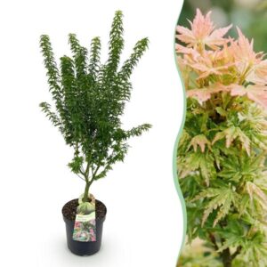 Green boutiQ - Tuinplant - Acer palmatum Koto Hime - Japanse Esdoorn - Bladverliezend - Groen - 1 - Pot 26cm - Hoogte 90cm