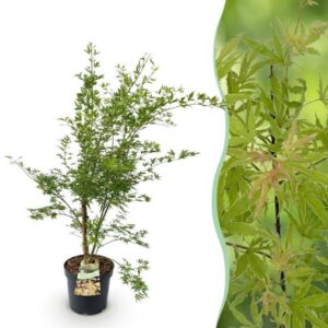 Green boutiQ - Tuinplant - Acer palmatum Methamorphosa - Japanse Esdoorn - Bladverliezend - Groen - Oranje - 1 - Pot 26cm - Hoogte 90cm